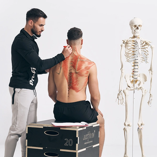 Anatomia palpacyjna i podstawy mobilności